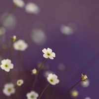 Blümchen