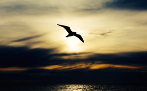 Möwe