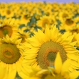 Sonnenblumenfeld. © GaborfromHungary/morguefile.com