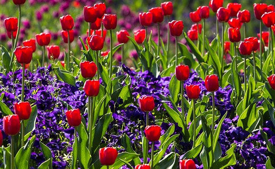 Tulpen
