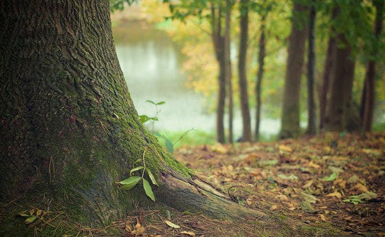 Herbst
